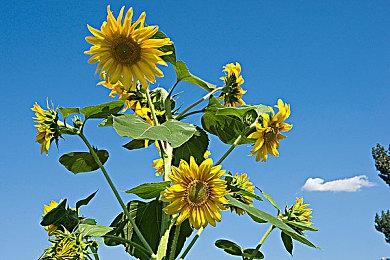 微软开放辐射Xbox手柄定制服务